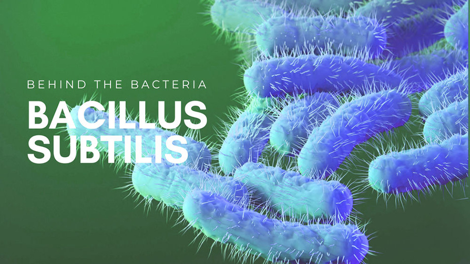 Bào tử Bacillus subtilis có khả năng ức chế các hại khuẩn