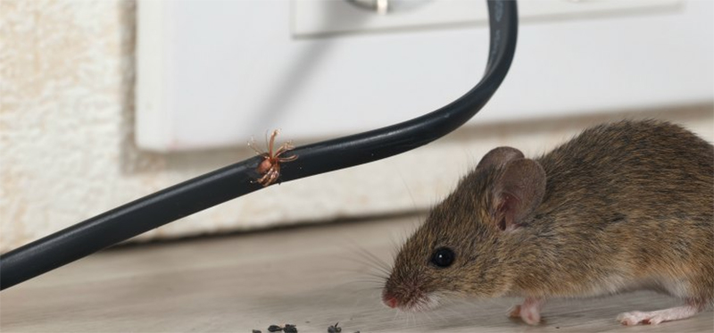 chuột cắn dây điện