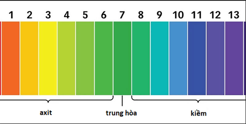 Người dùng dựa vào màu sắc của giấy quỳ để xác định độ pH nước