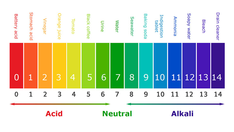 Môi trường kiềm có độ pH>7