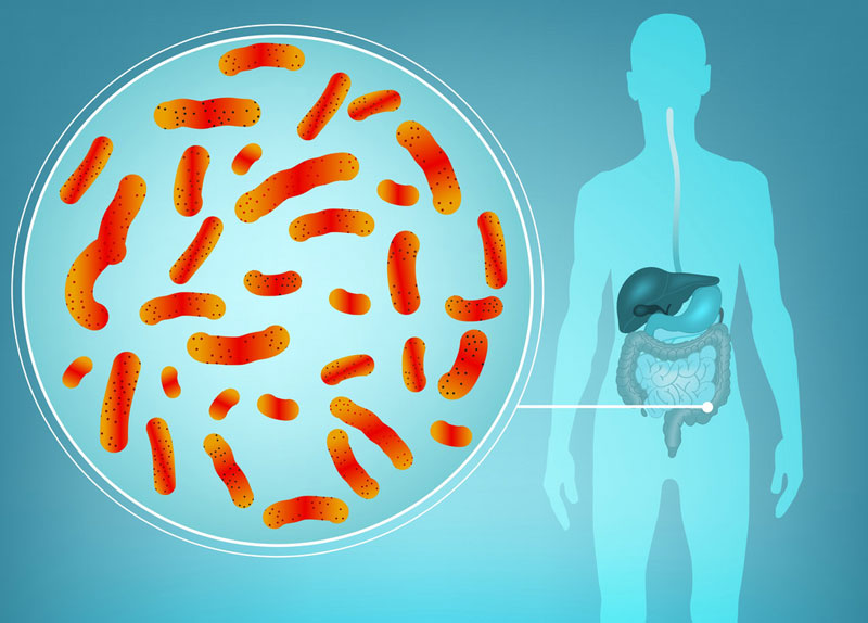 Vi khuẩn E.coli là tác nhân gây nên bệnh rối loạn đường ruột trong cơ thể người. 